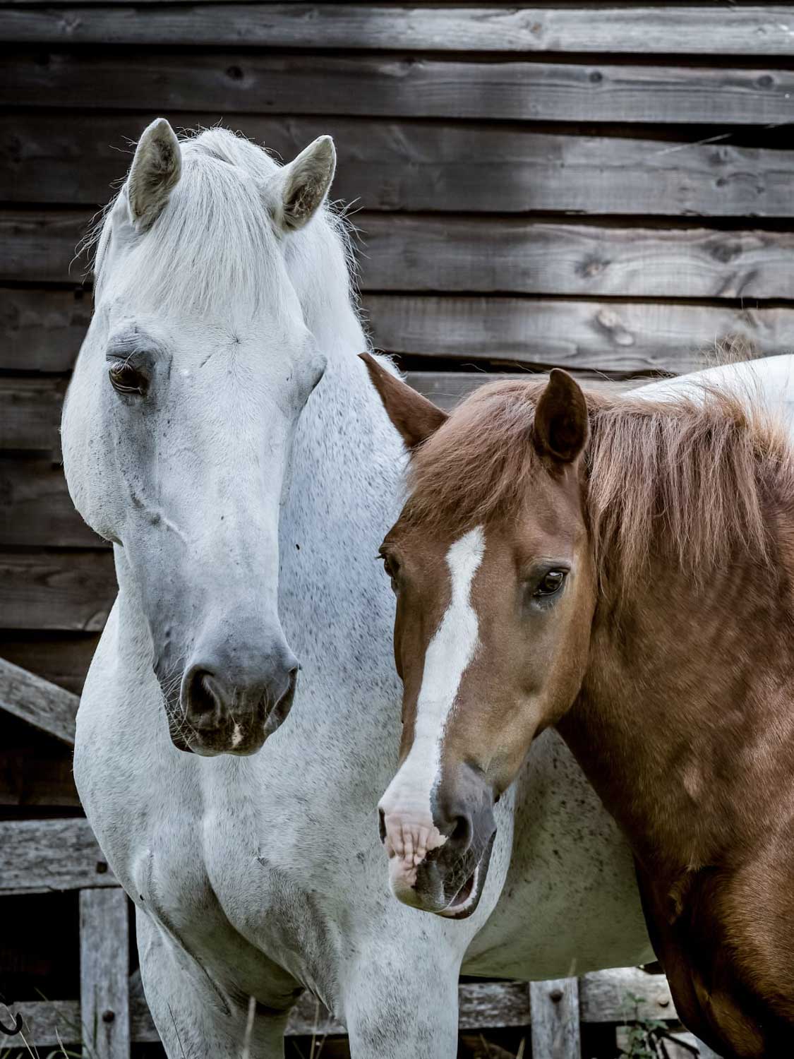 Horses