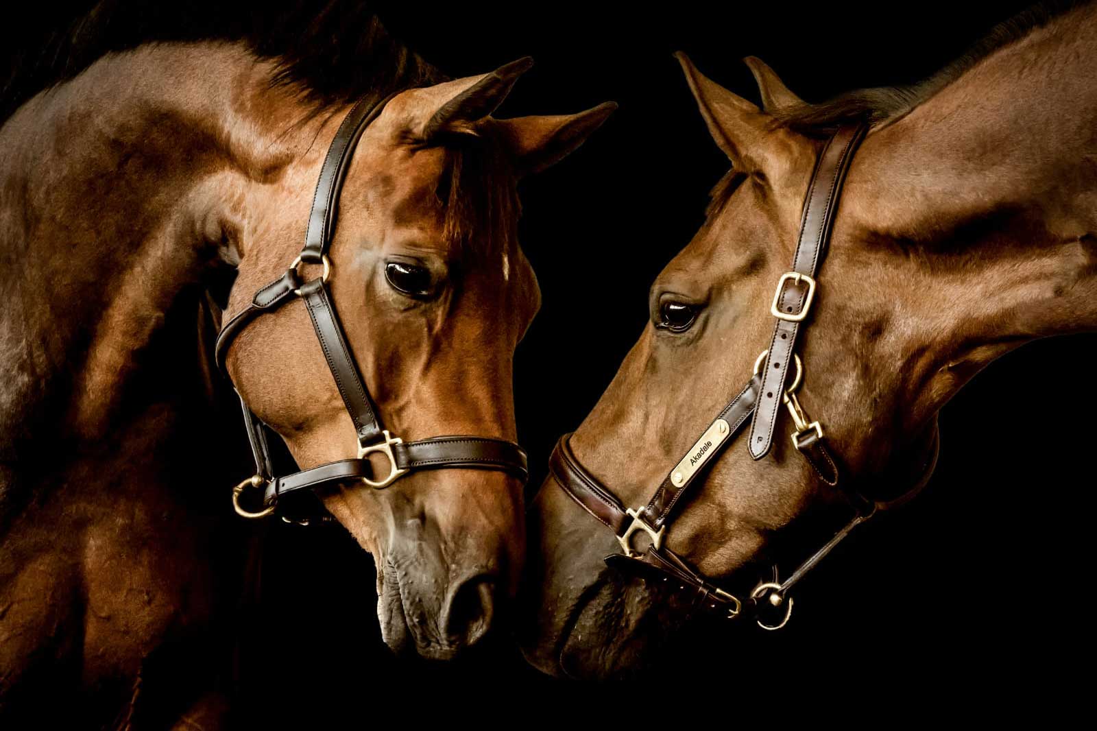 Two horses at Southlands Equestrian Centre